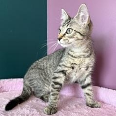 Enlarge Oopsie, a ADOPTABLE Domestic Short Hair in Sweetwater, TN image 4/6