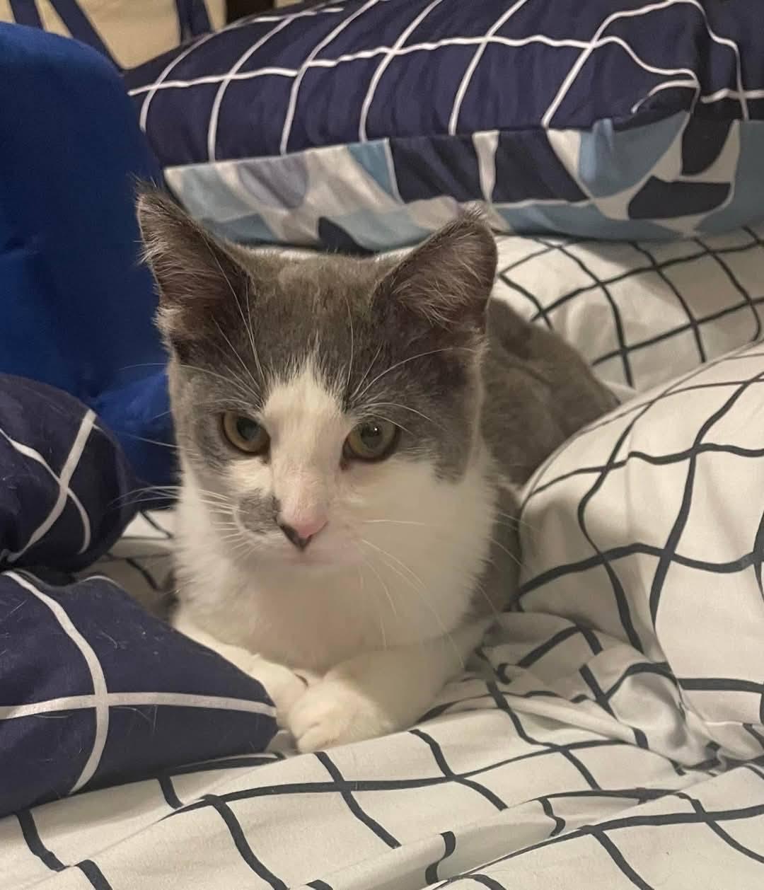 Enlarge Spook, a Adoptable mixed breed in Fairmont, WV image 1/6