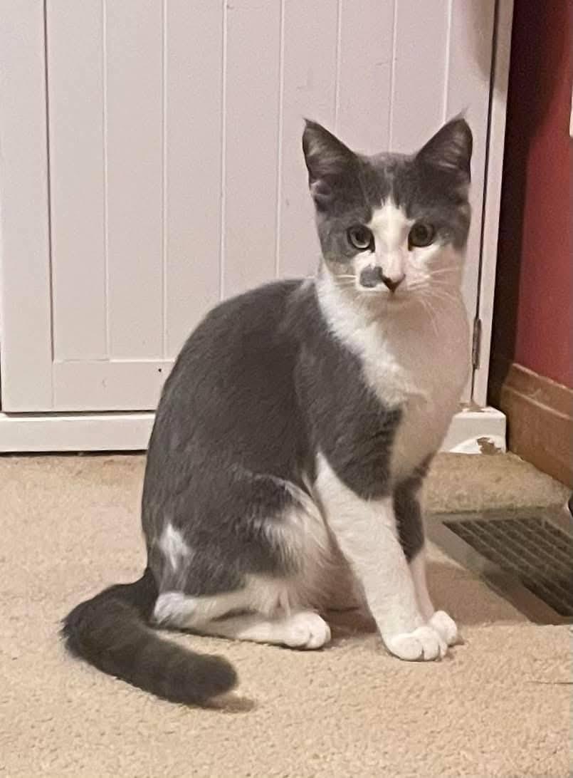 Enlarge Spook, a Adoptable mixed breed in Fairmont, WV image 2/6