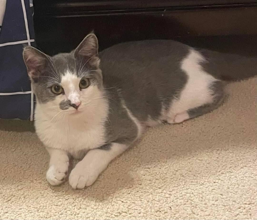 Enlarge Spook, a Adoptable mixed breed in Fairmont, WV image 3/6