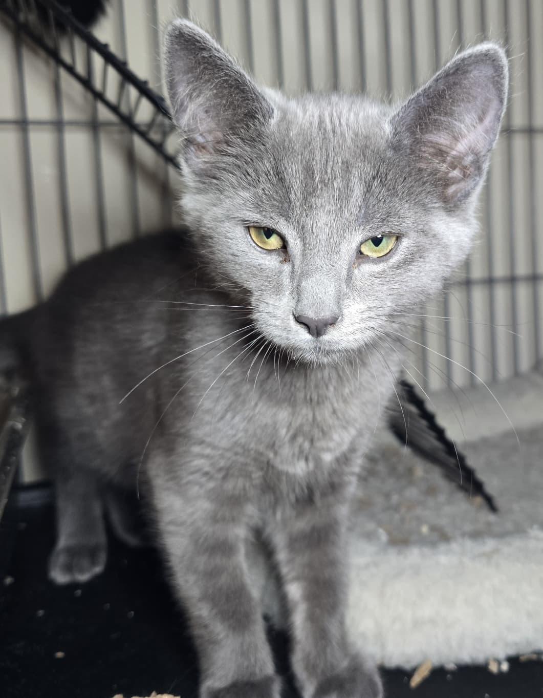Grace, adopted, Kitten Female Domestic Short Hair.
