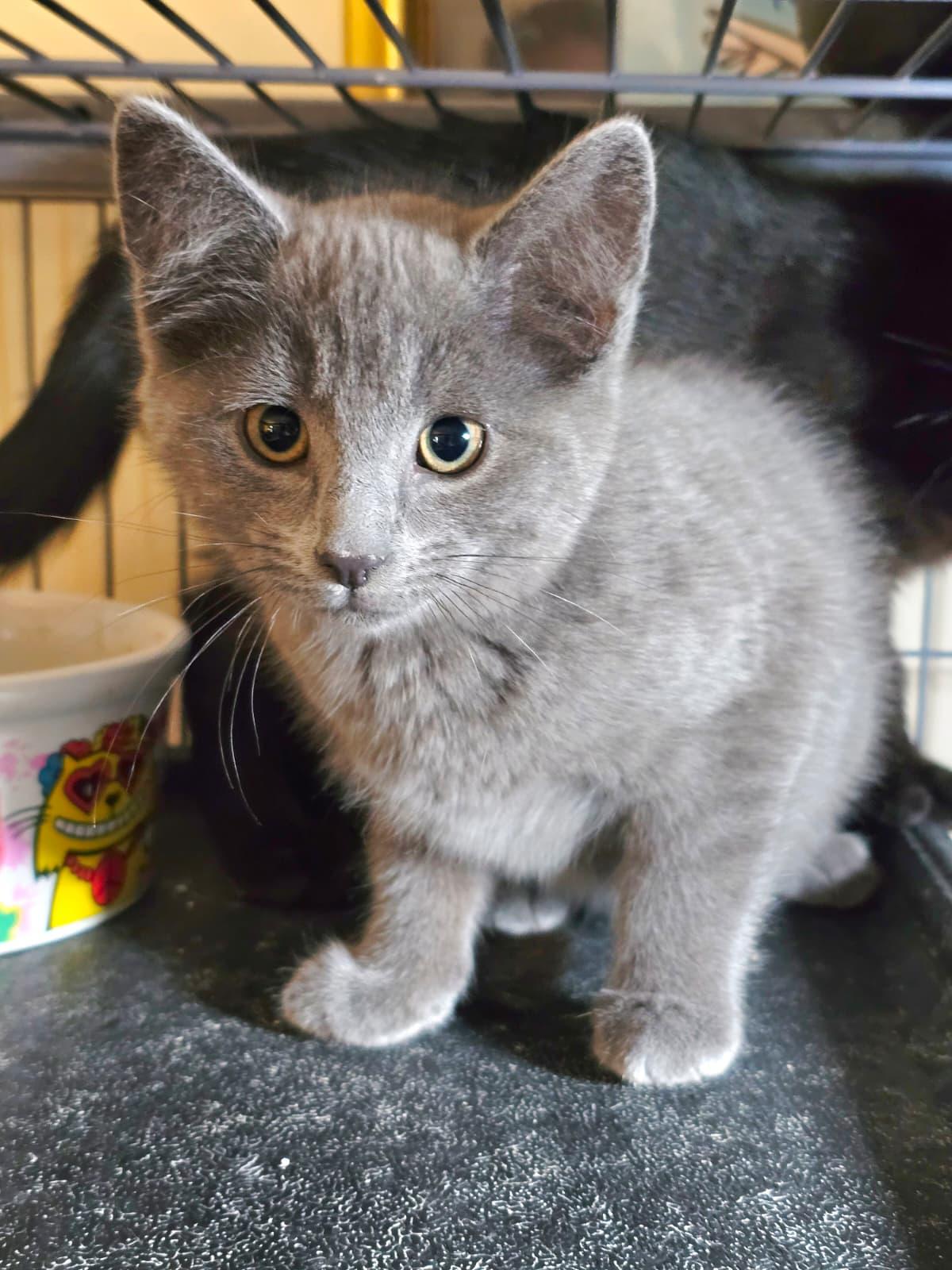 Grace, an adopted Domestic Short Hair in Nottingham, MD image 2/2