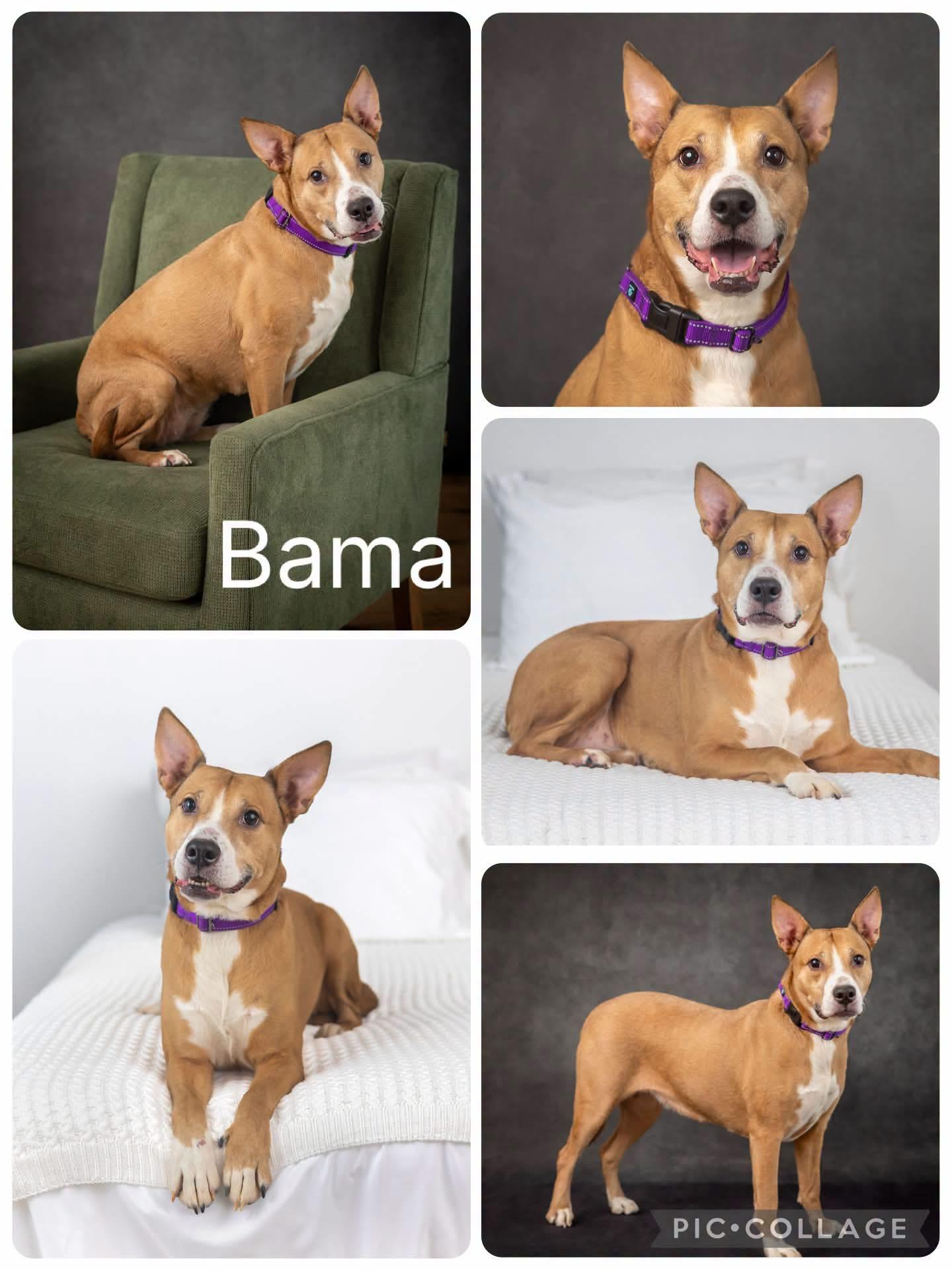 Enlarge Bama, a Adopted mixed breed in Enterprise, AL image 1/1