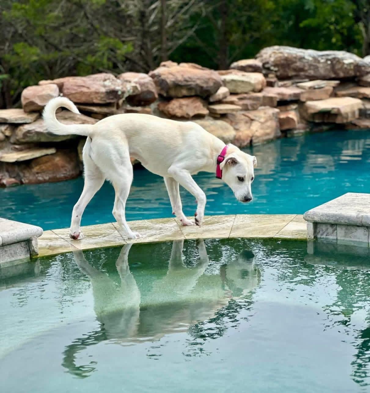 Daisy, a Adoptable mixed breed in Rockwall, TX image 5/5