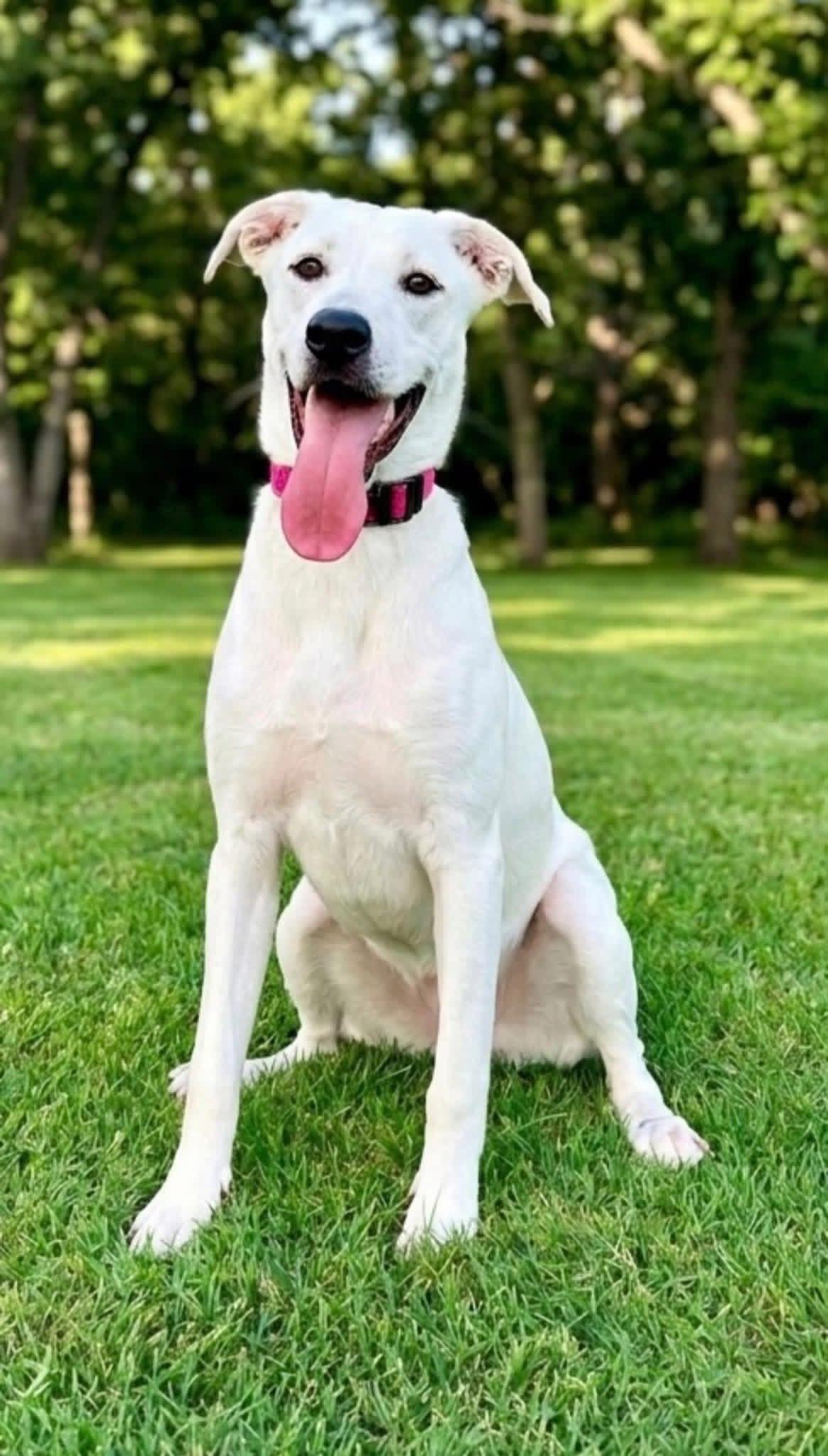 Daisy, a Adoptable mixed breed in Rockwall, TX image 2/5