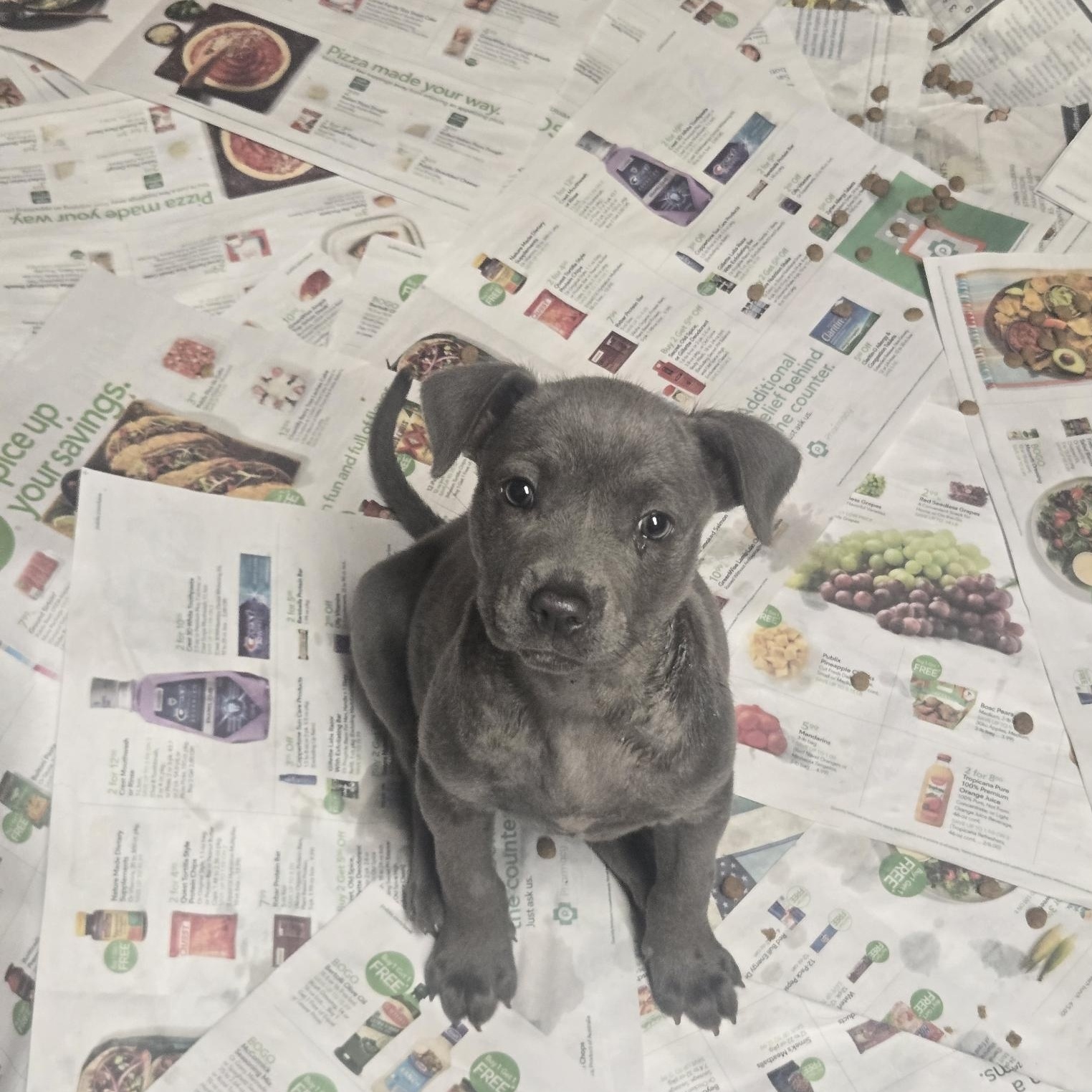 Enlarge Zena, an adoptable mixed breed in Orlando, FL image 6/6
