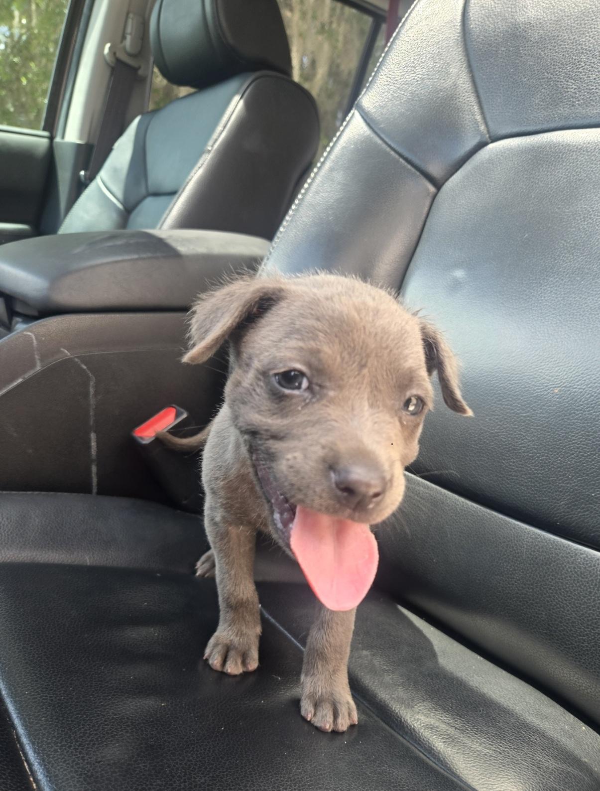 Enlarge Zena, an adoptable mixed breed in Orlando, FL image 4/4