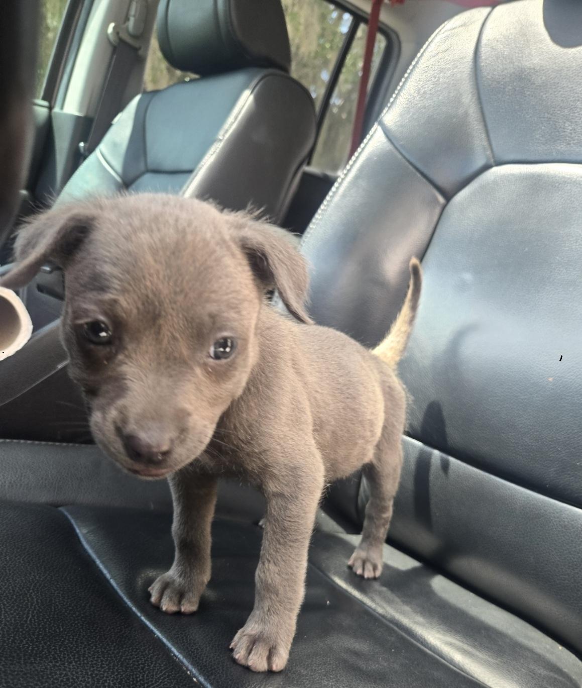 Enlarge Zena, an adoptable mixed breed in Orlando, FL image 3/4