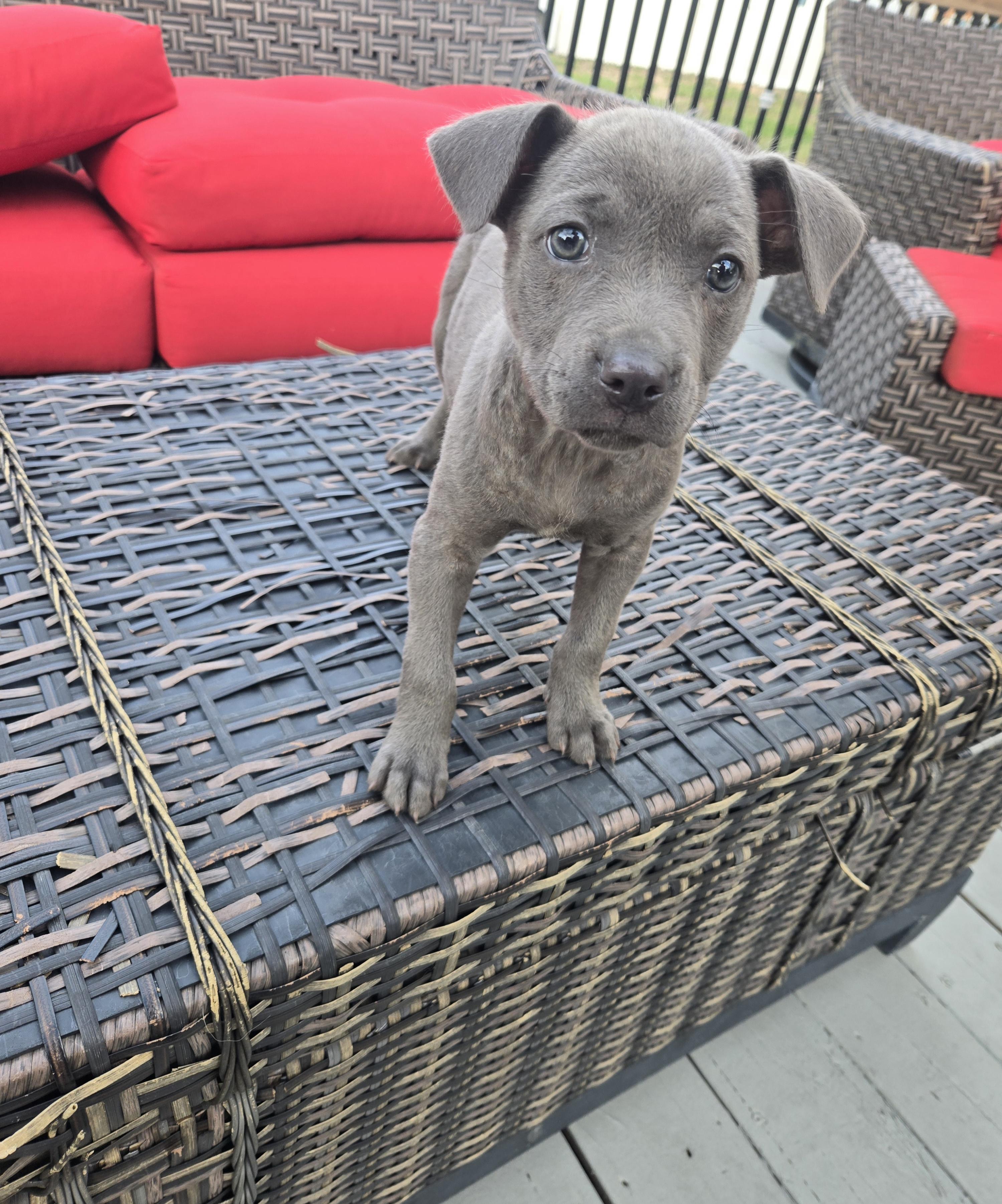 Enlarge Zena, an adoptable mixed breed in Orlando, FL image 5/6