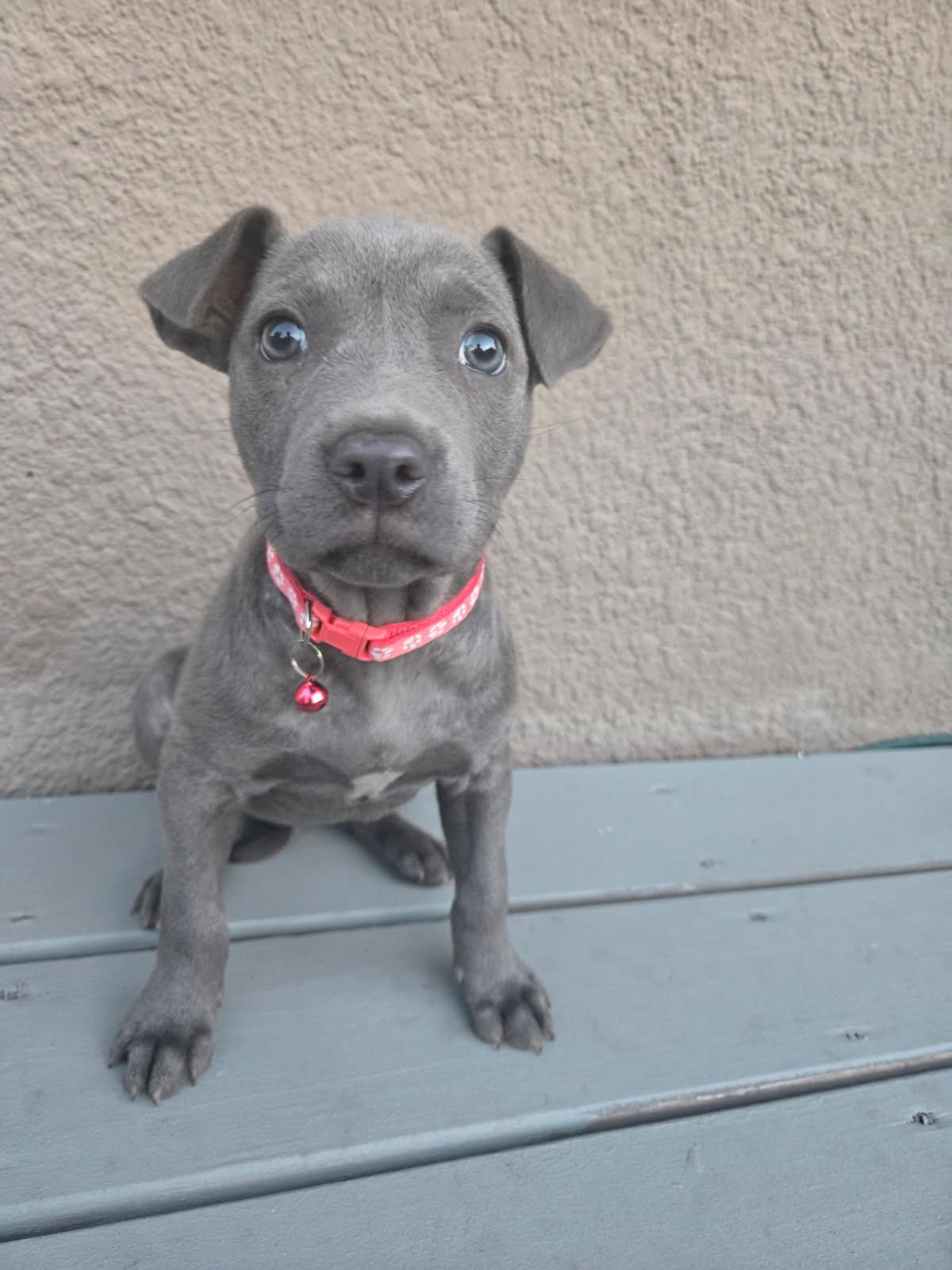 Enlarge Zena, an adoptable mixed breed in Orlando, FL image 1/6