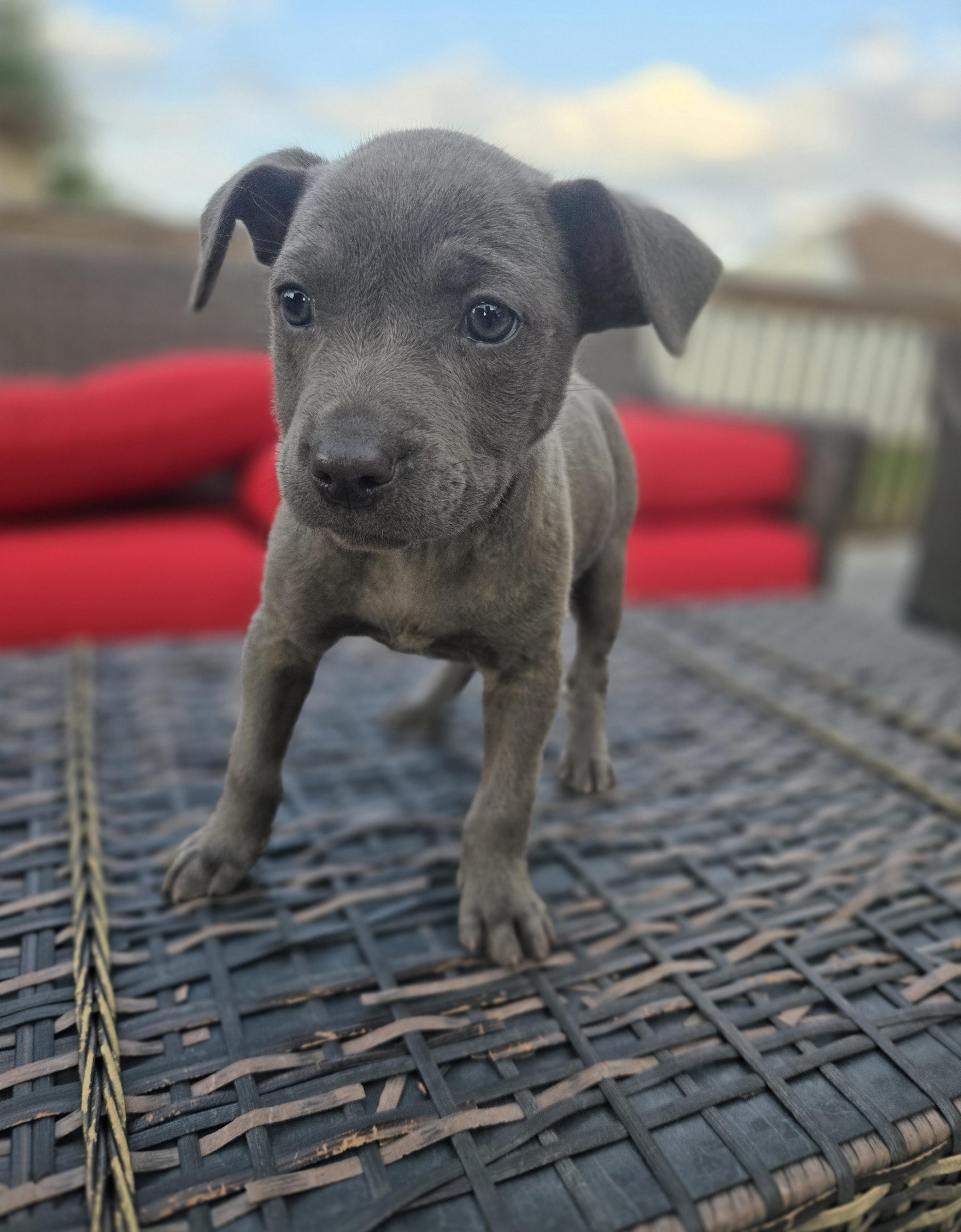 Enlarge Zena, an adoptable mixed breed in Orlando, FL image 4/6