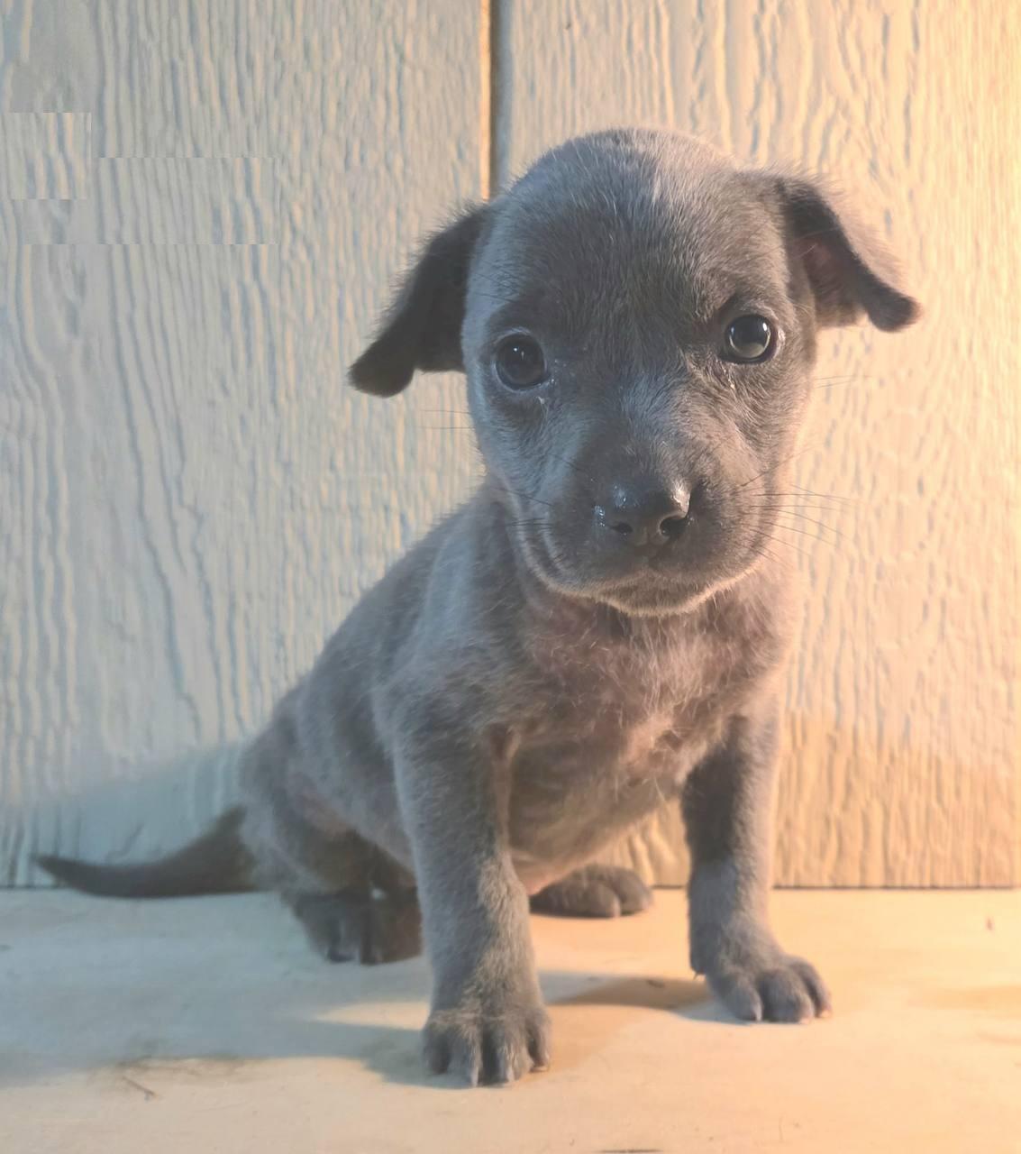 Enlarge Zena, an adoptable mixed breed in Orlando, FL image 1/4