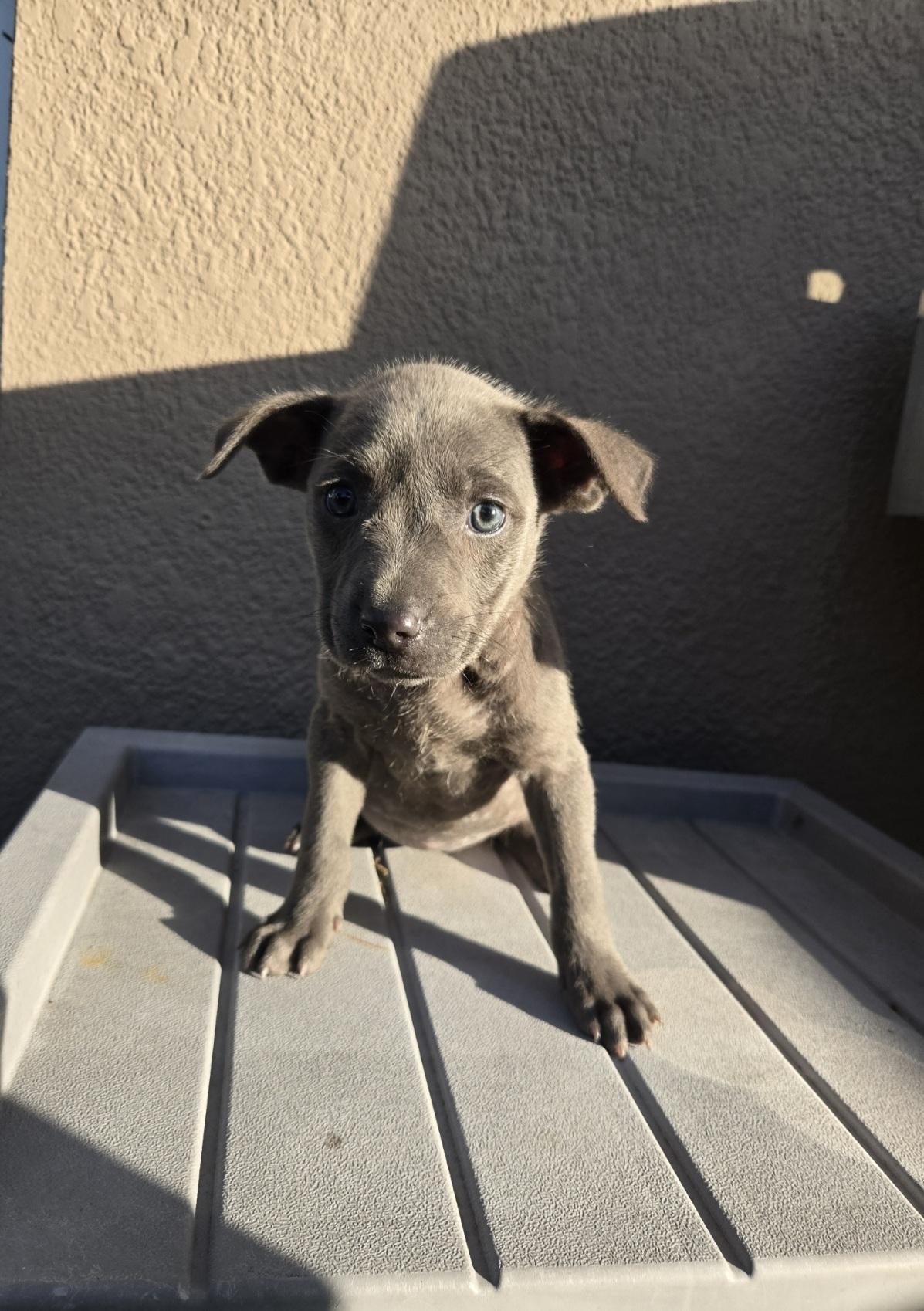 Zena, adoptable, Puppy Female Hound & Shepherd.