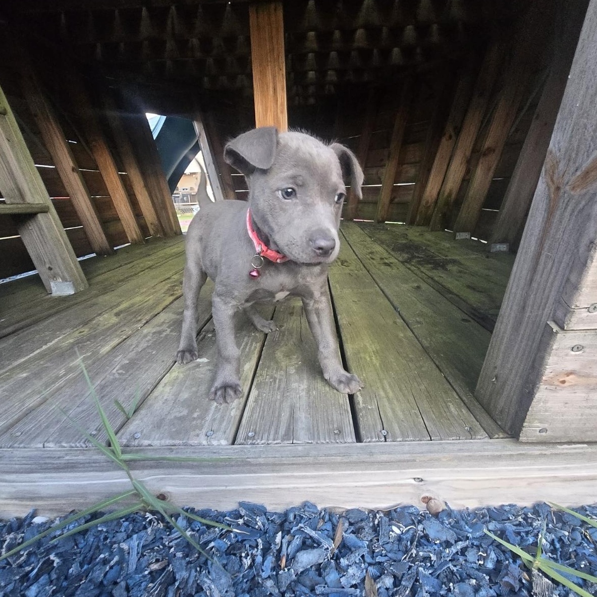 Enlarge Zena, an adoptable mixed breed in Orlando, FL image 3/6
