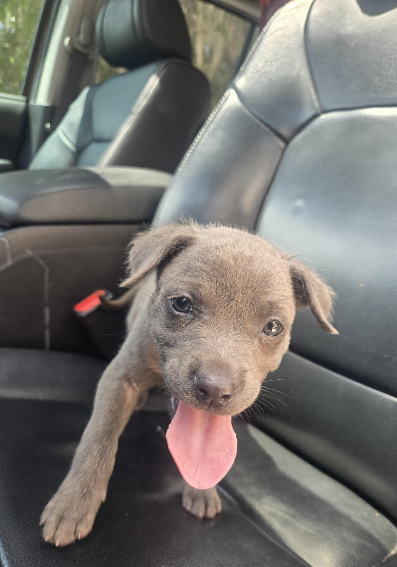 Enlarge Zena, an adoptable mixed breed in Orlando, FL image 2/4