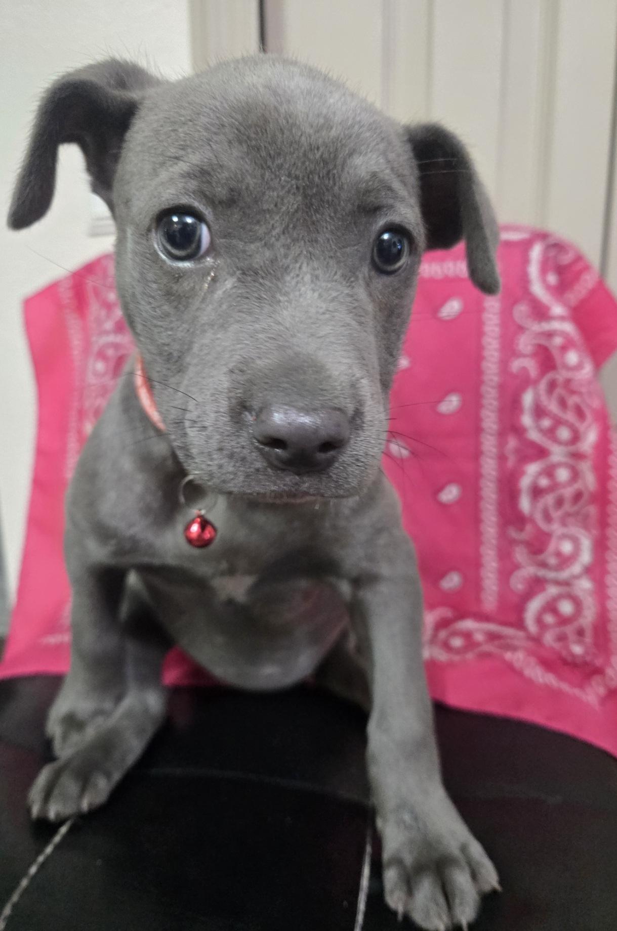 Enlarge Zena, an adoptable mixed breed in Orlando, FL image 2/6