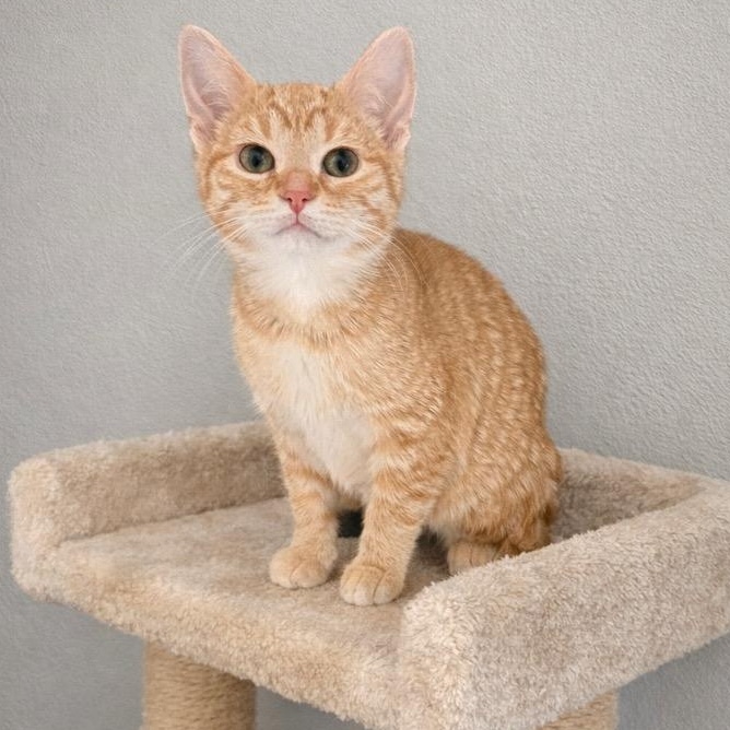 Avery, ADOPTABLE, Kitten Female Tabby & Domestic Short Hair.