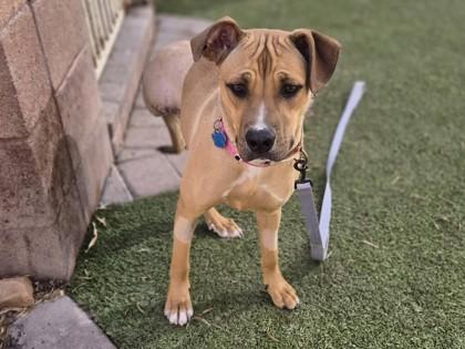 Enlarge Chicken Nugget, a Adoptable mixed breed in Phoenix, AZ image 1/3