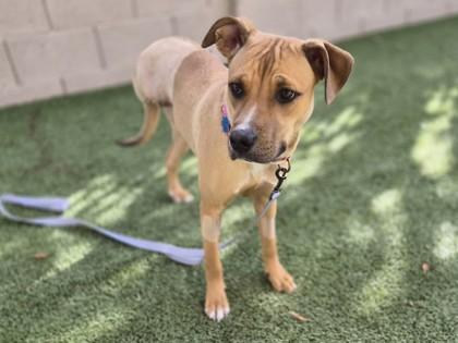 Enlarge Chicken Nugget, a Adoptable mixed breed in Phoenix, AZ image 2/3