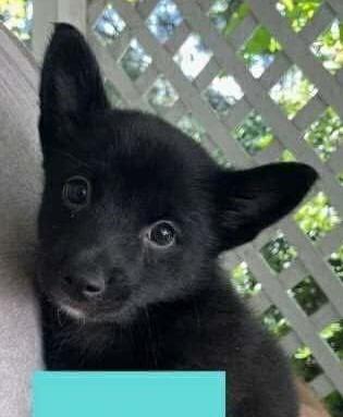 Koda, Adopted, Young Female Shiba Inu & Pomeranian.