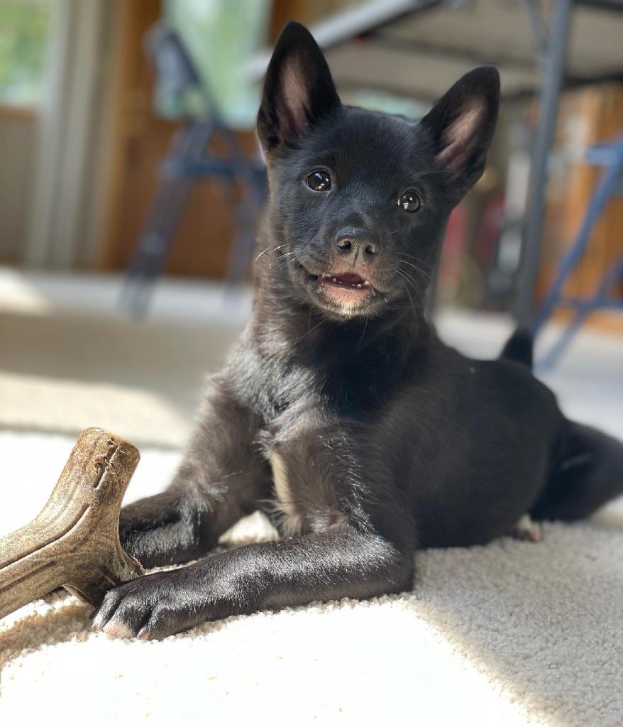 Enlarge Koda, a Adopted mixed breed in Johnston, IA image 2/2