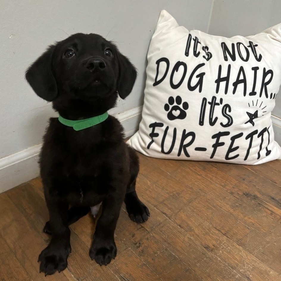 Winston, an adoptable Labrador Retriever Mix in Lindenhurst, NY_image-1