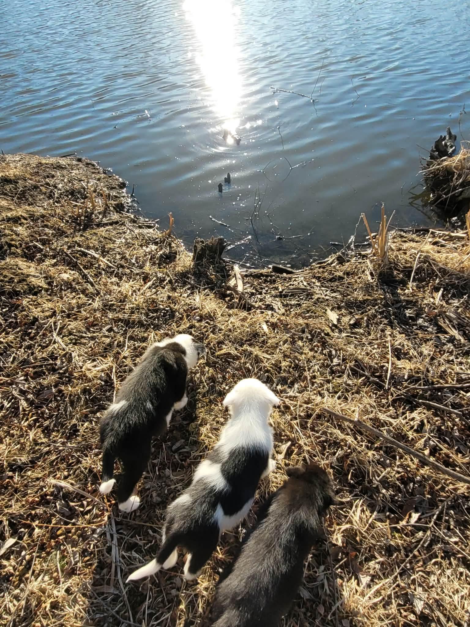Enlarge Fiona, an adopted mixed breed in Byron, IL image 6/6