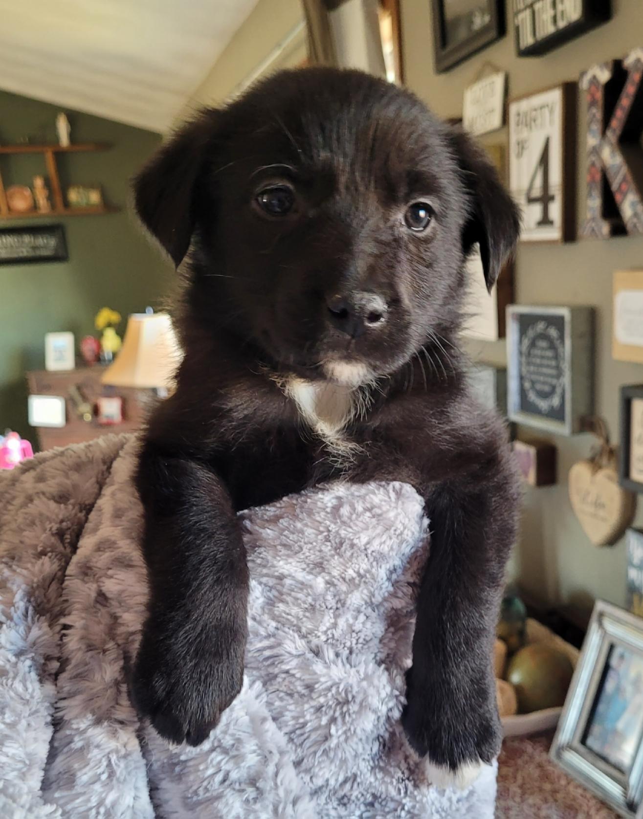 Enlarge Fiona, an adopted mixed breed in Byron, IL image 4/6