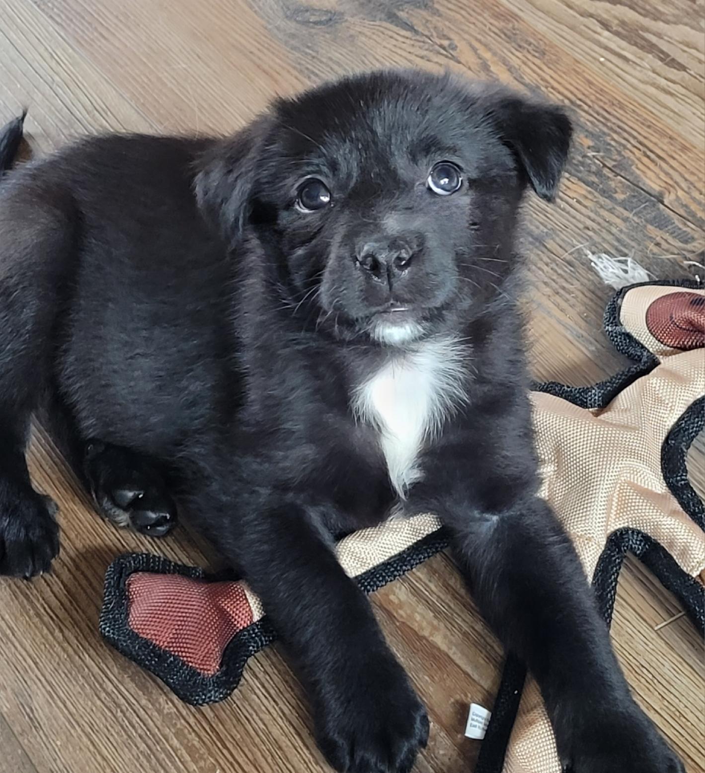 Enlarge Fiona, an adopted mixed breed in Byron, IL image 2/6