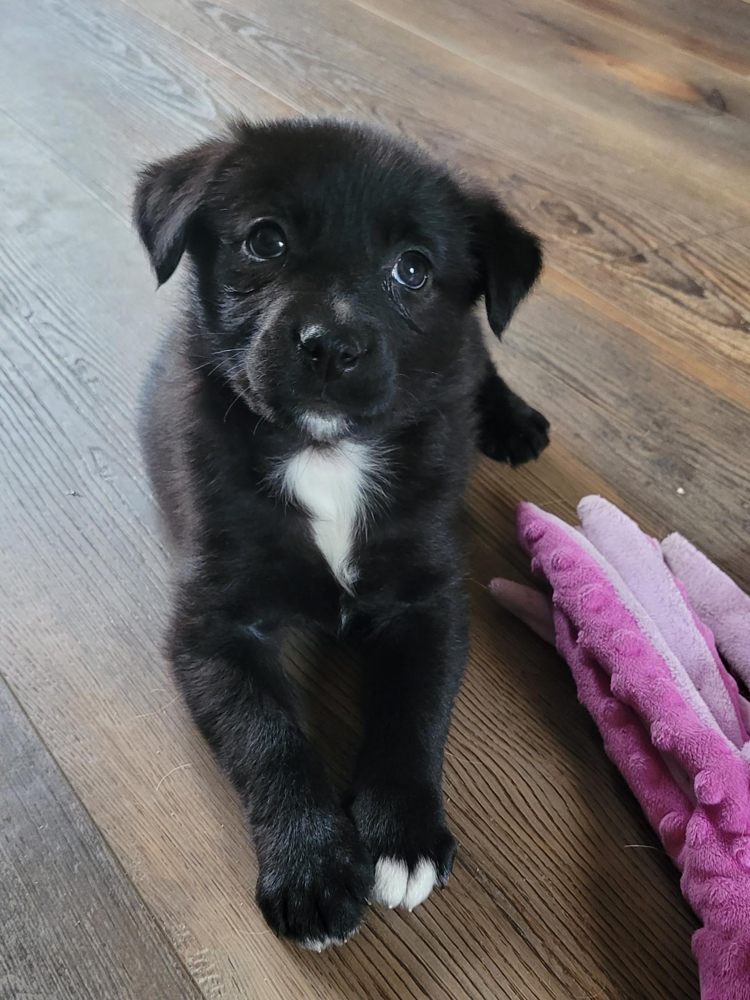 Enlarge Fiona, an adopted mixed breed in Byron, IL image 5/6