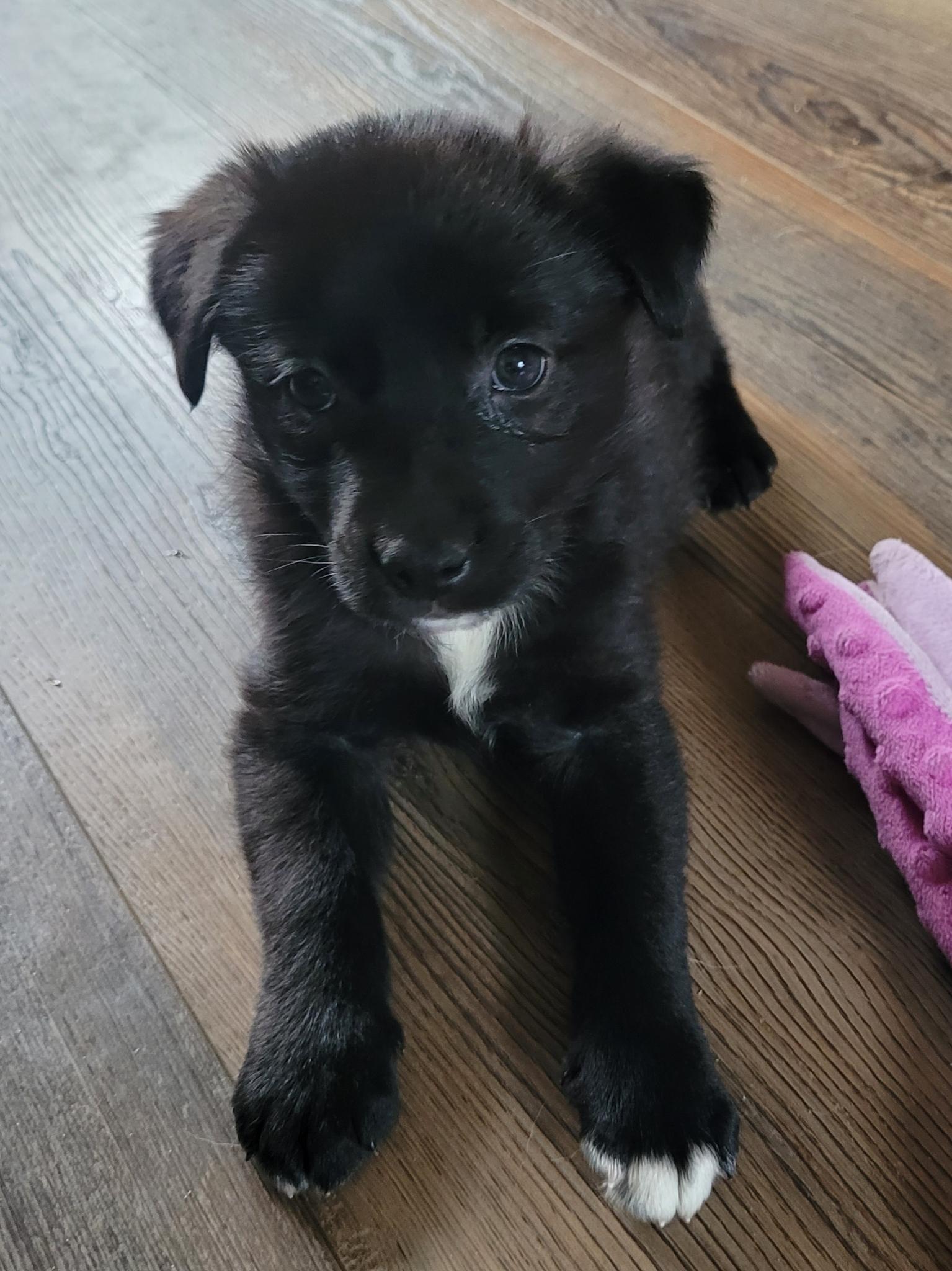 Fiona, adopted, Puppy Female Border Collie.