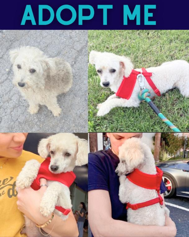 Maddy, Adoptable, Young Female Miniature Poodle & Poodle.