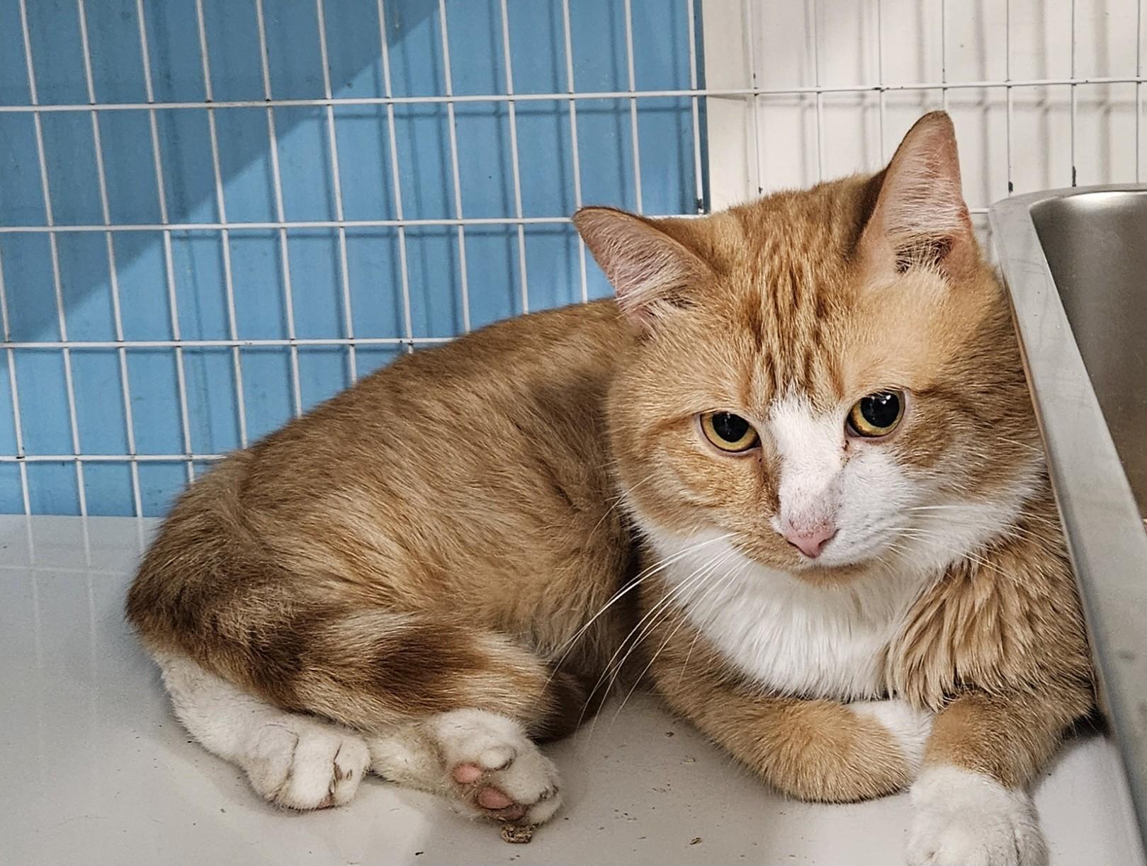 Enlarge Wally, a ADOPTABLE Domestic Short Hair in Claremont, NH image 1/1