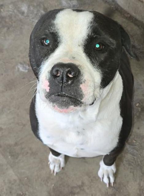 Enlarge Sig, a ADOPTABLE mixed breed in Lavon, TX image 2/3
