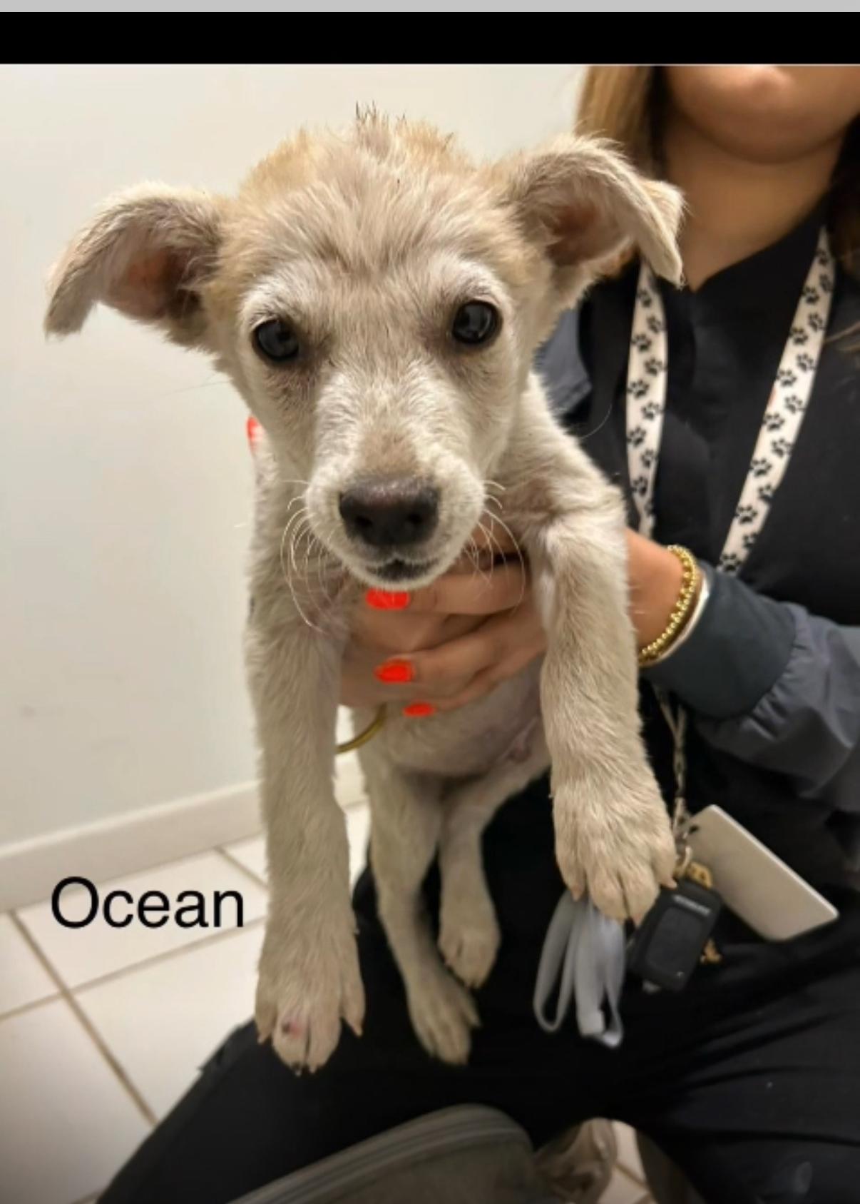 Enlarge Ocean, a Adoptable mixed breed in Bayonne, NJ image 1/1