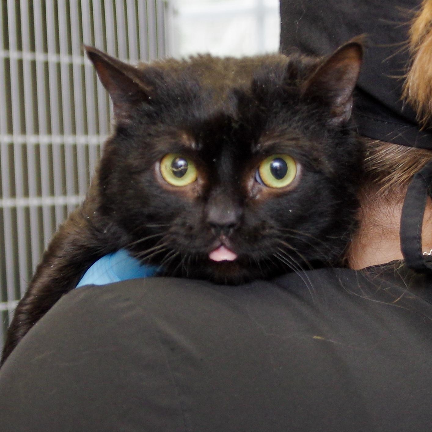 Mars, ADOPTABLE, Young Male American Shorthair.