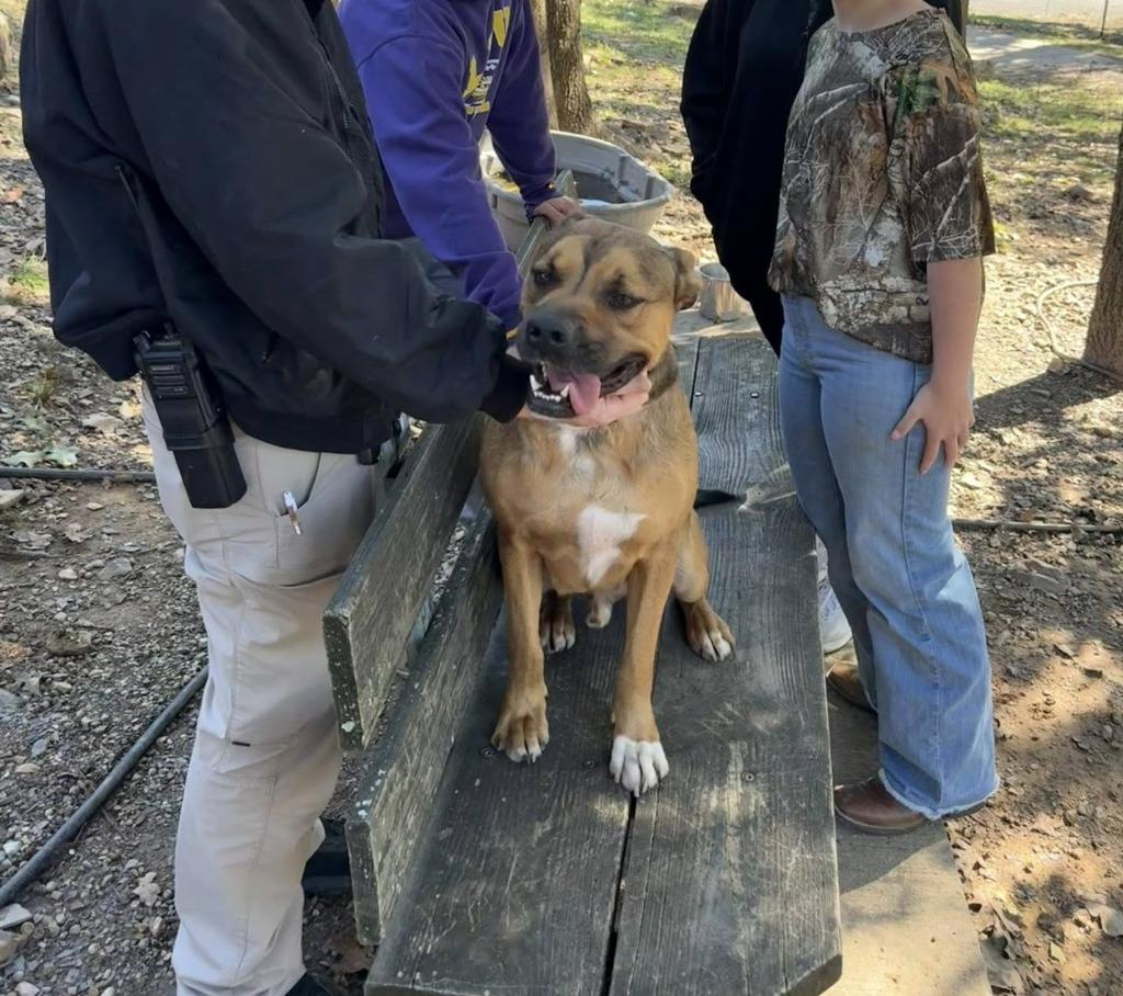 Jabba, Adoptable, Adult Male Black Mouth Cur & Mixed Breed.