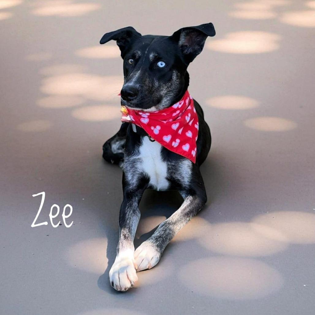 Enlarge Zee, a Adoptable Mixed Breed in Edwardsville, IL image 1/6