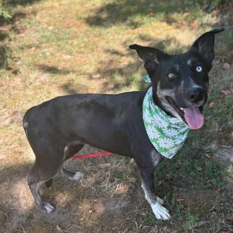 Enlarge Zee, a Adoptable Mixed Breed in Edwardsville, IL image 2/6