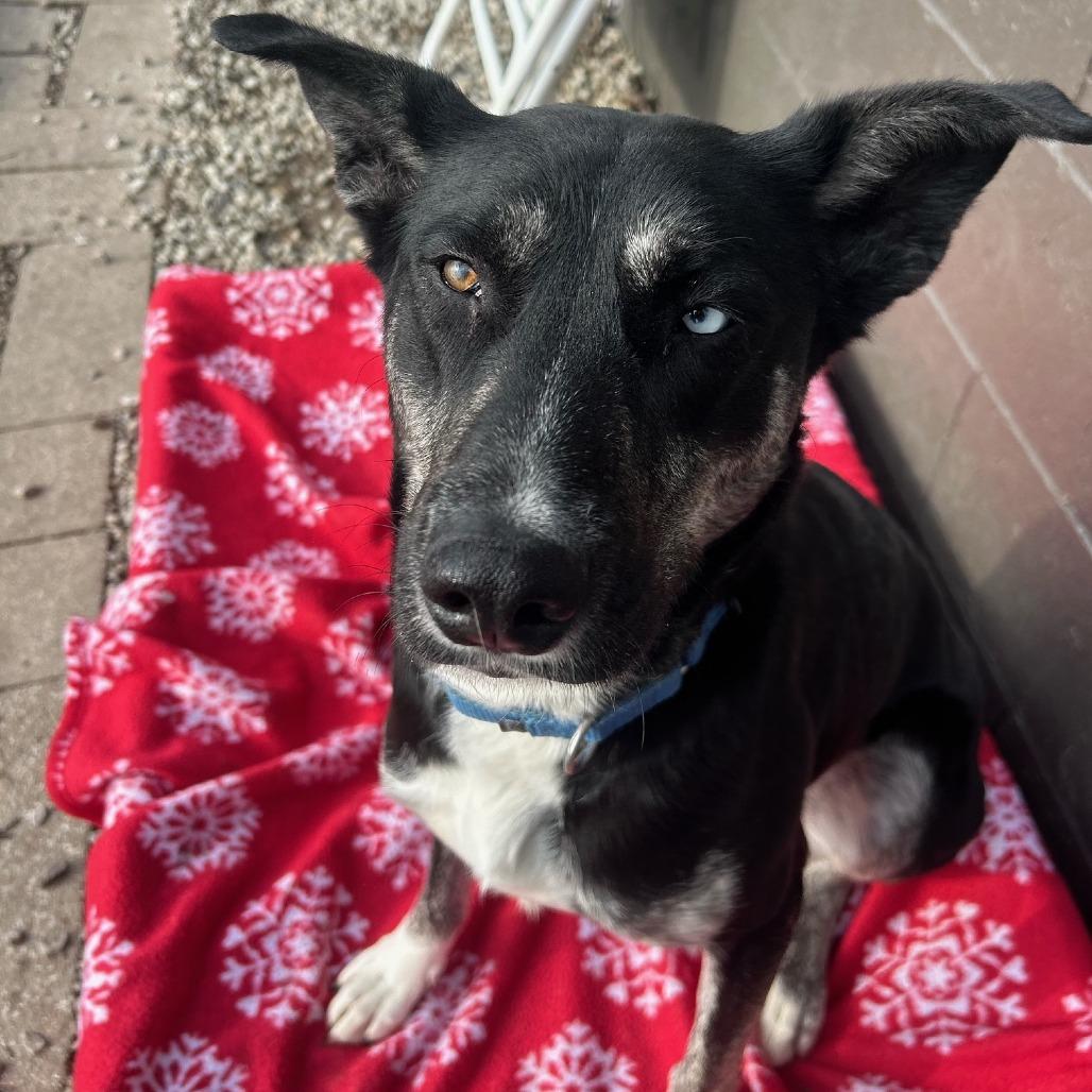 Enlarge Zee, a Adoptable Mixed Breed in Edwardsville, IL image 3/6