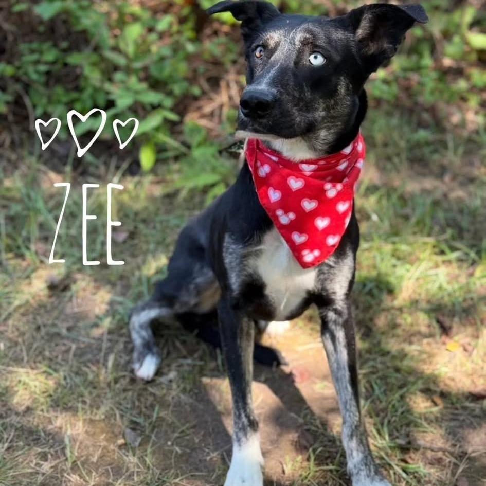 Enlarge Zee, a Adoptable Mixed Breed in Edwardsville, IL image 4/6