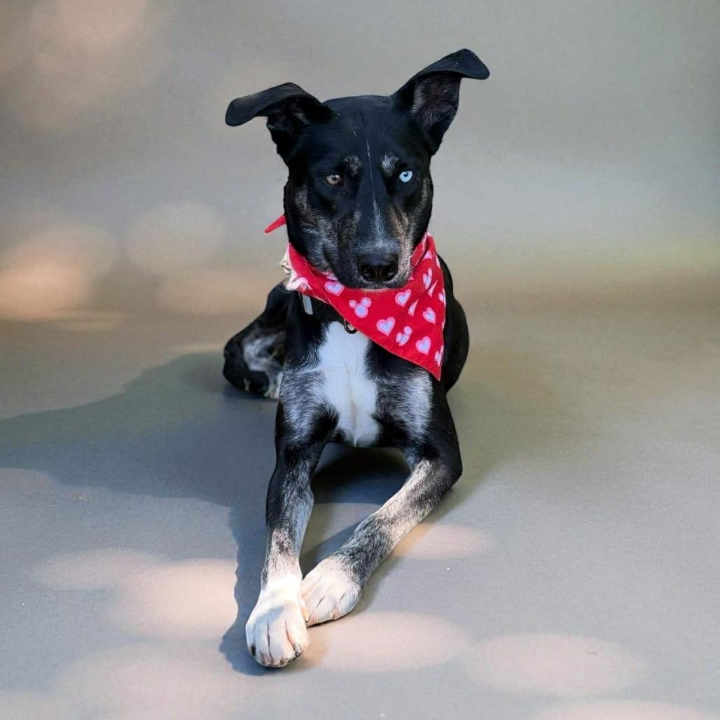 Enlarge Zee, a Adoptable Mixed Breed in Edwardsville, IL image 5/6