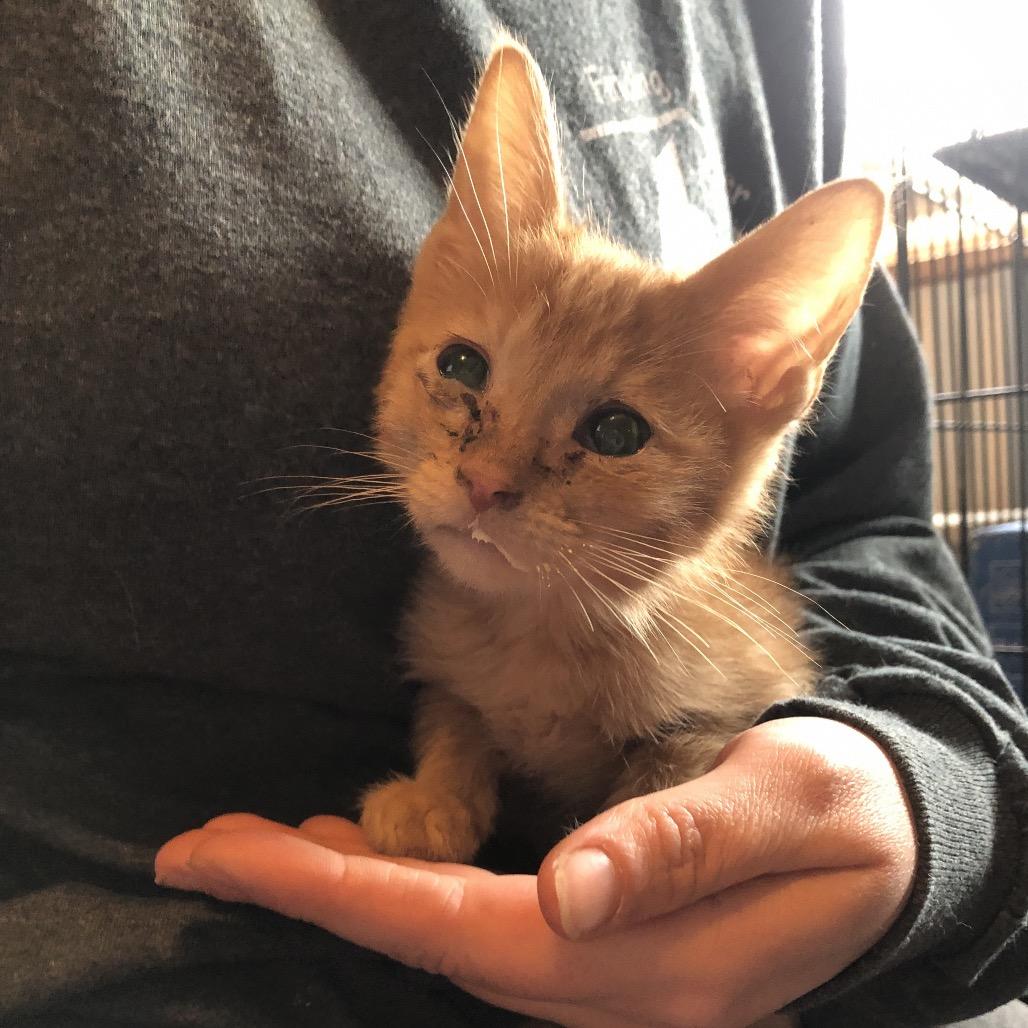 Orion, Adoptable, Kitten Male Domestic Short Hair.