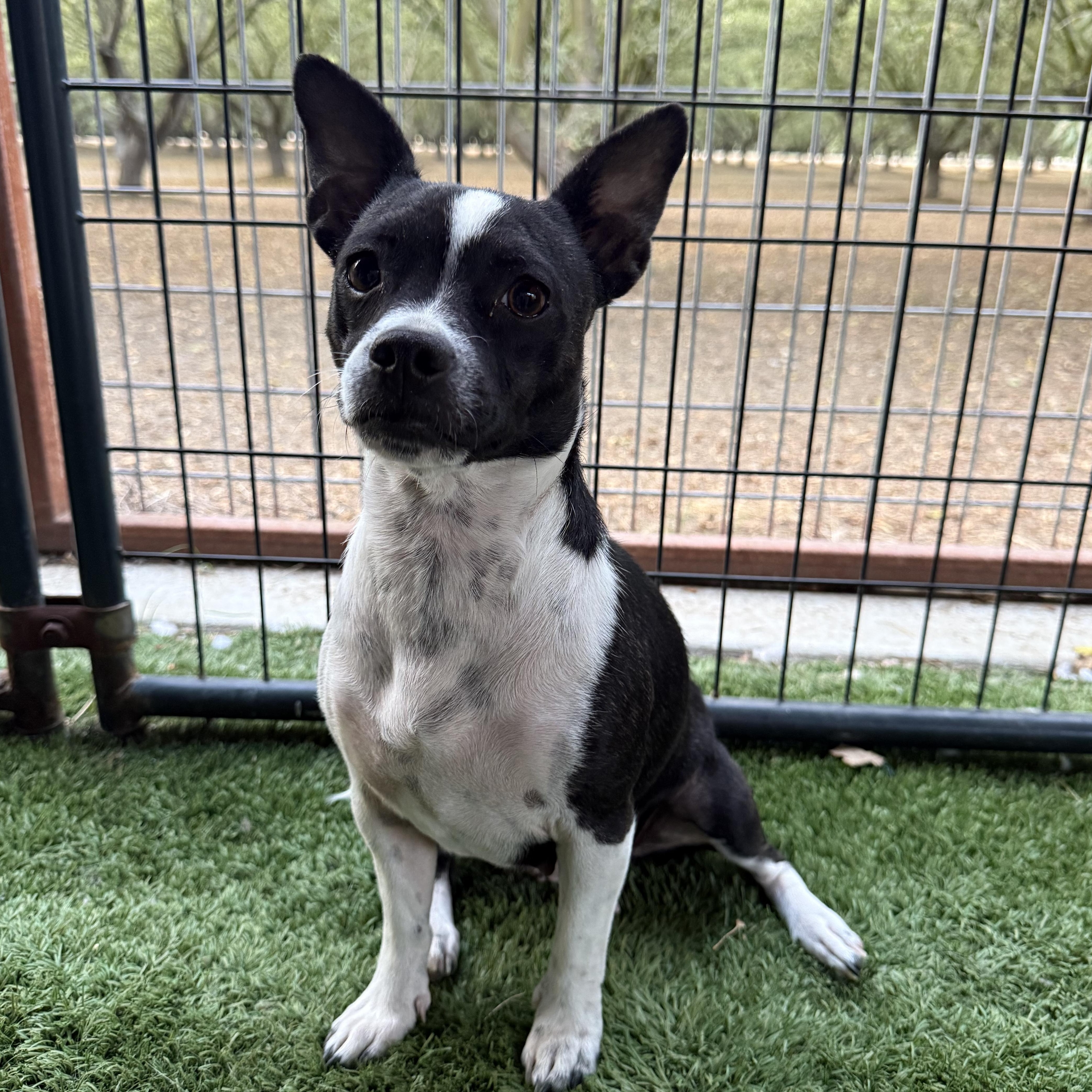 Enlarge Gracie, an adopted mixed breed in modesto, CA image 4/6