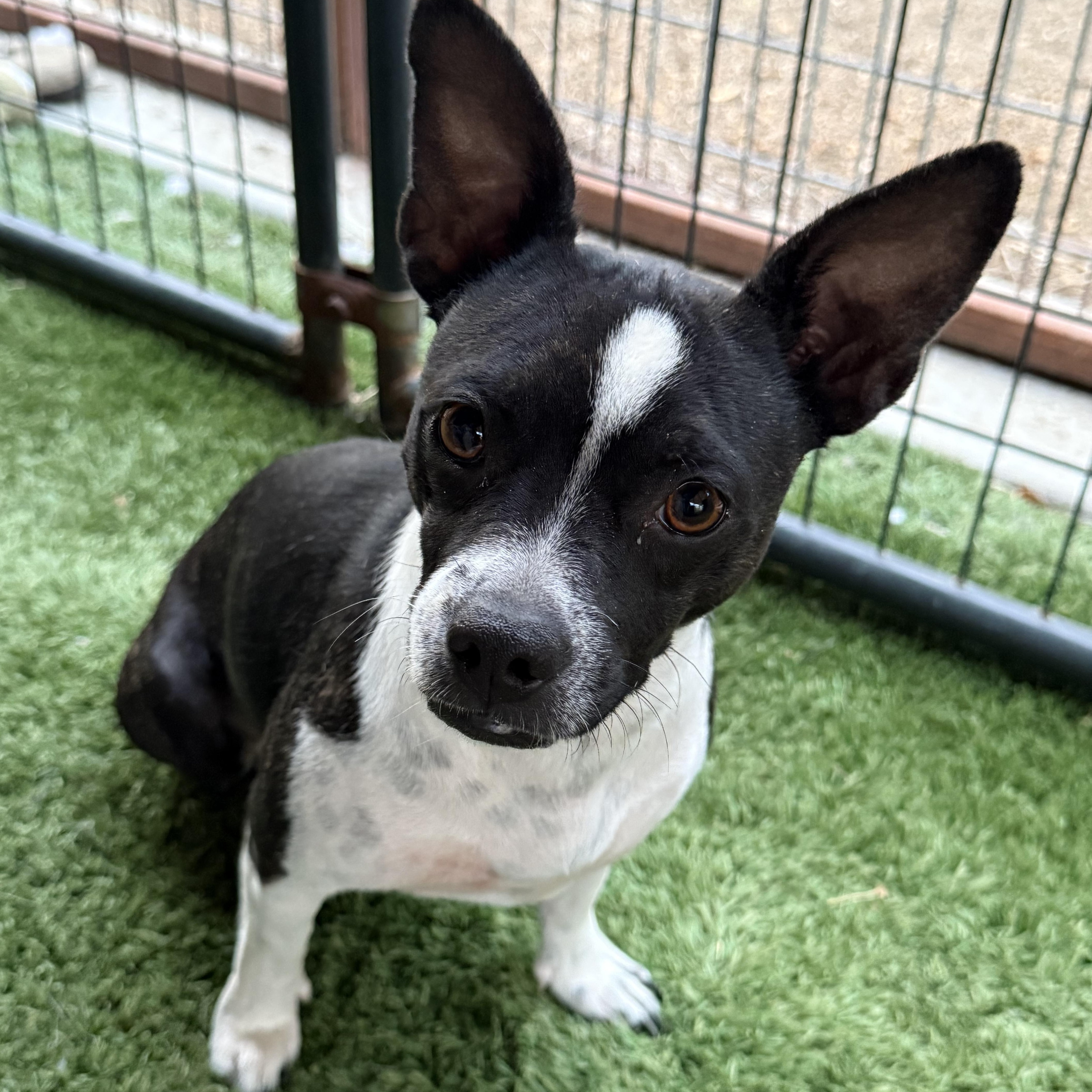 Enlarge Gracie, an adopted mixed breed in modesto, CA image 6/6