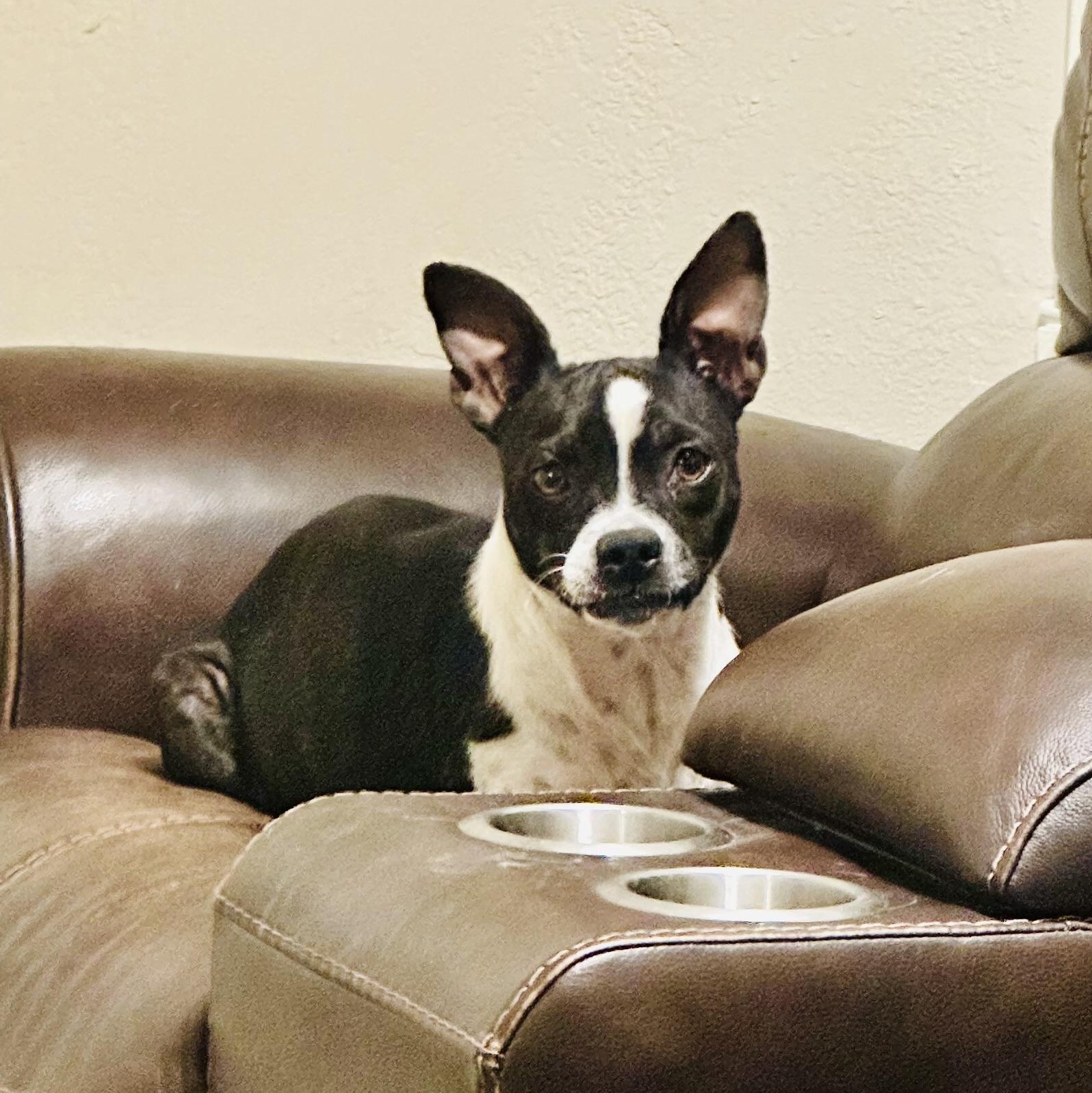 Enlarge Gracie, an adopted mixed breed in modesto, CA image 3/6