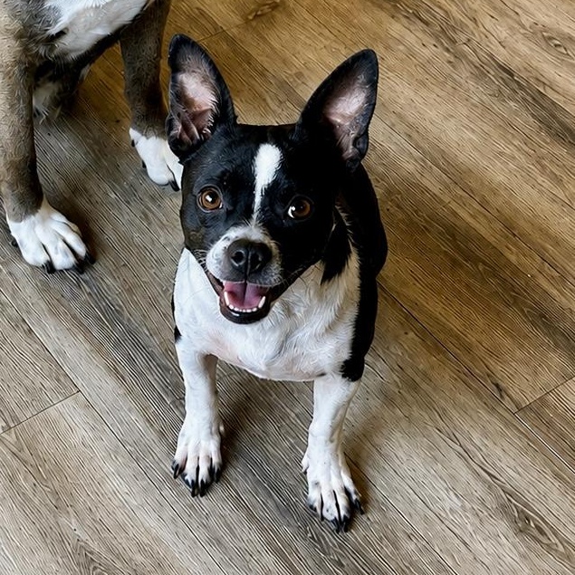 Enlarge Gracie, an adopted mixed breed in modesto, CA image 1/6