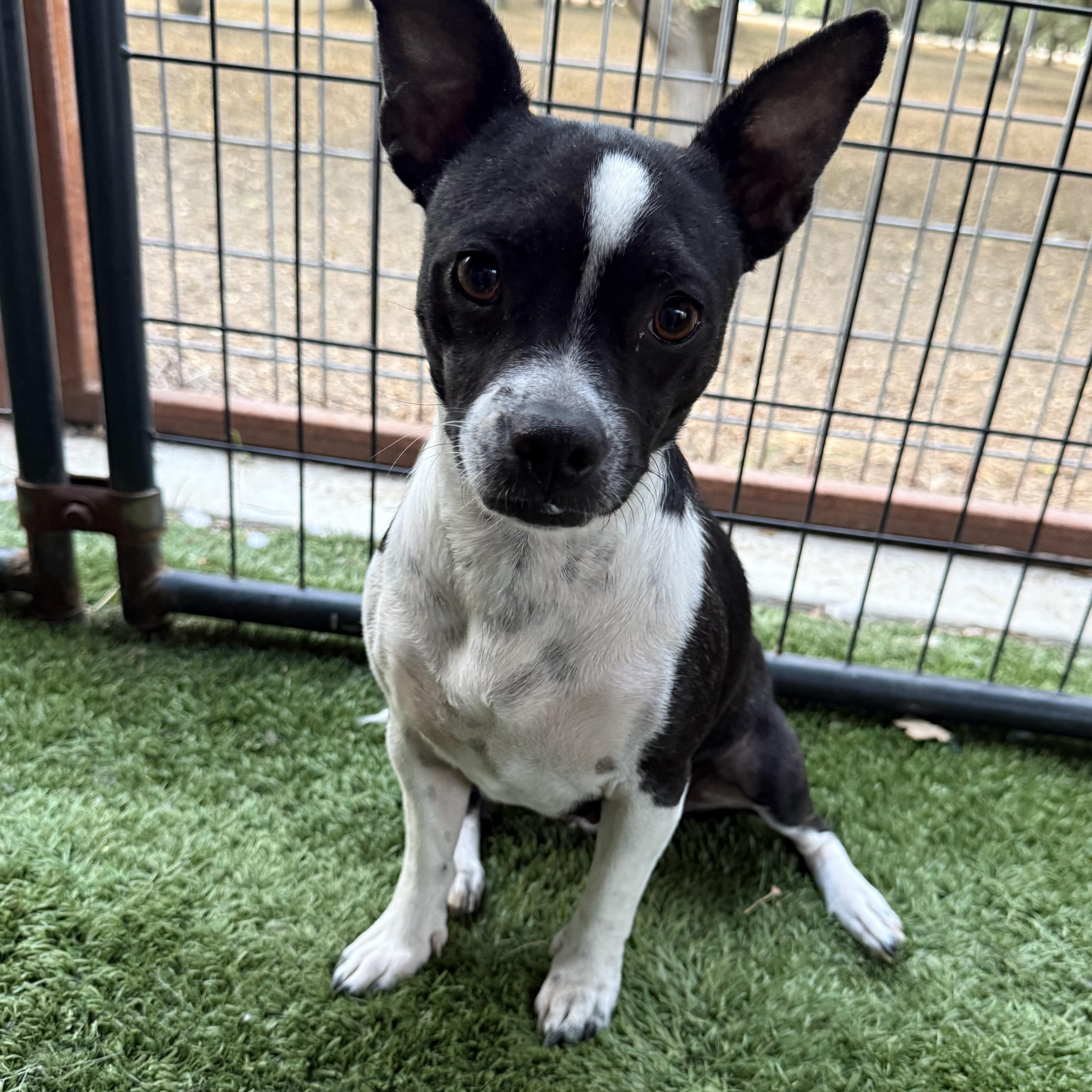 Enlarge Gracie, an adopted mixed breed in modesto, CA image 2/6