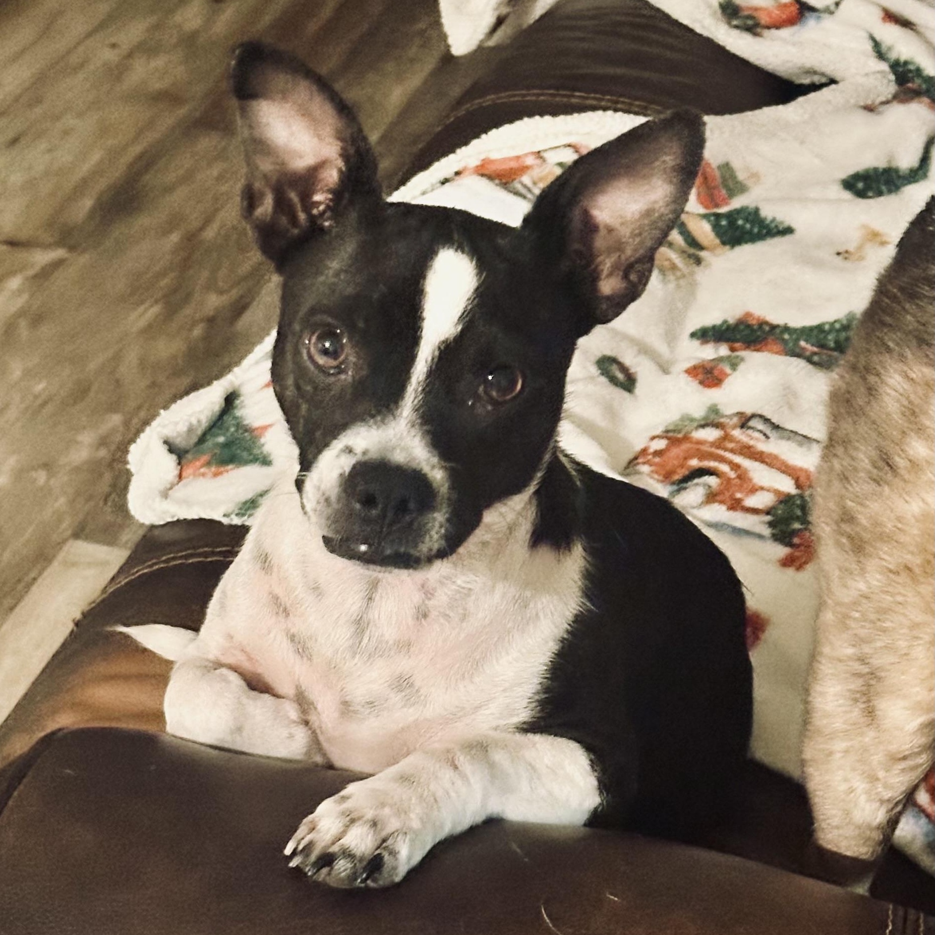 Enlarge Gracie, an adopted mixed breed in modesto, CA image 5/6