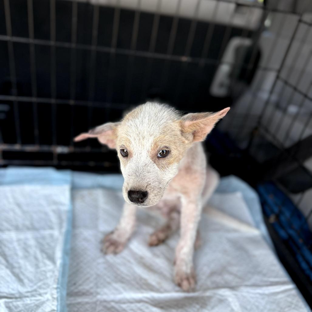 Enlarge Jack, a Adoptable mixed breed in Tomball, TX image 1/5